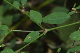 Image de Euphorbia mexiae Standl.