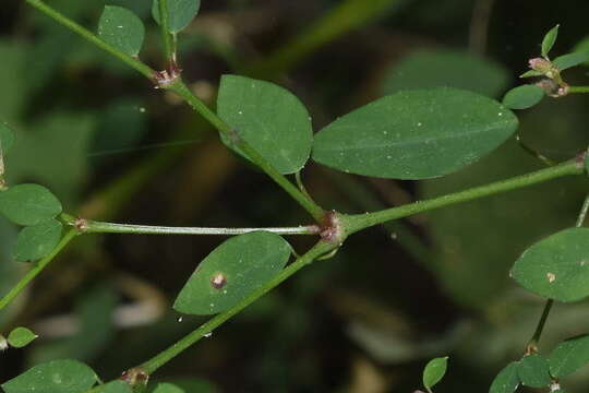 Image of Euphorbia mexiae Standl.