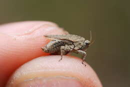 Image of long-horned ground-hopper