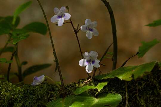 Image of Streptocarpus brachynema Hilliard & B. L. Burtt