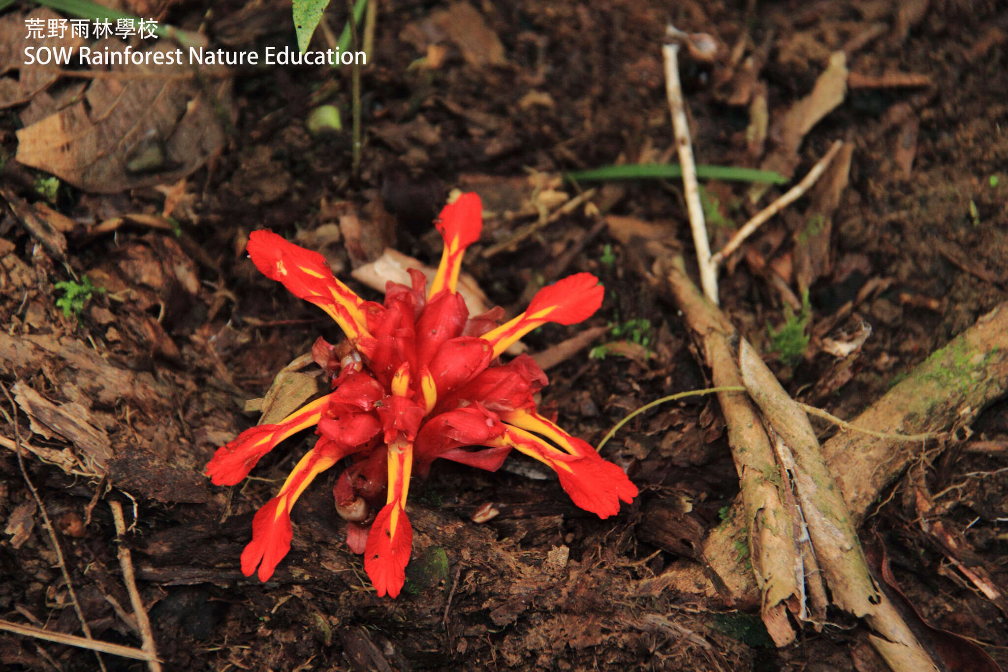 Image de Etlingera coccinea (Blume) S. Sakai & Nagam.