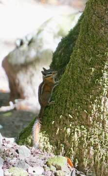 Image of Sonoma Chipmunk