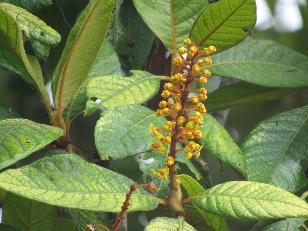 Image of Byrsonima stipulacea A. Juss.