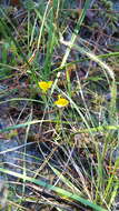 Слика од Utricularia juncea Vahl