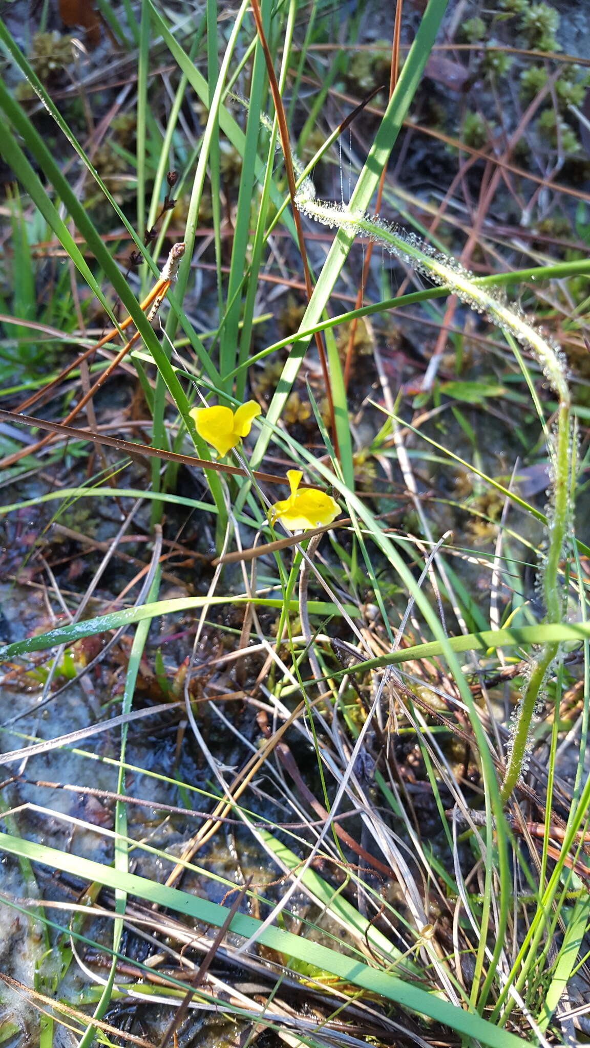 Слика од Utricularia juncea Vahl