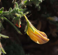 Image of Yellow Restharrow