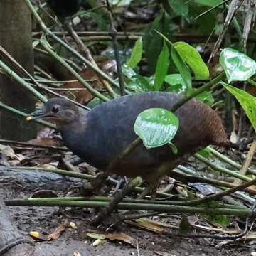 Слика од Crypturellus noctivagus (Wied-Neuwied 1820)