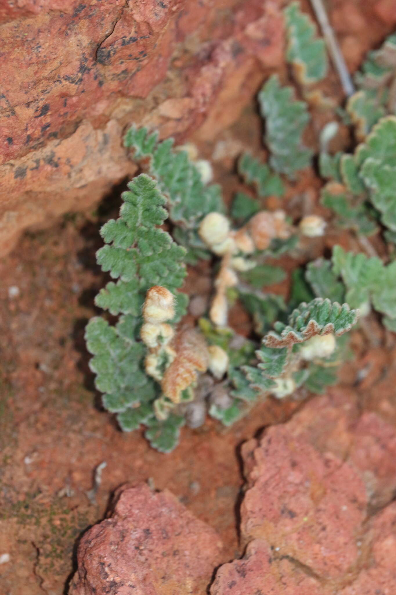 Sivun Cheilanthes canescens (Kunze) Mett. kuva