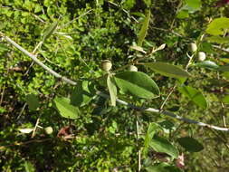 Capparis zeylanica L. resmi