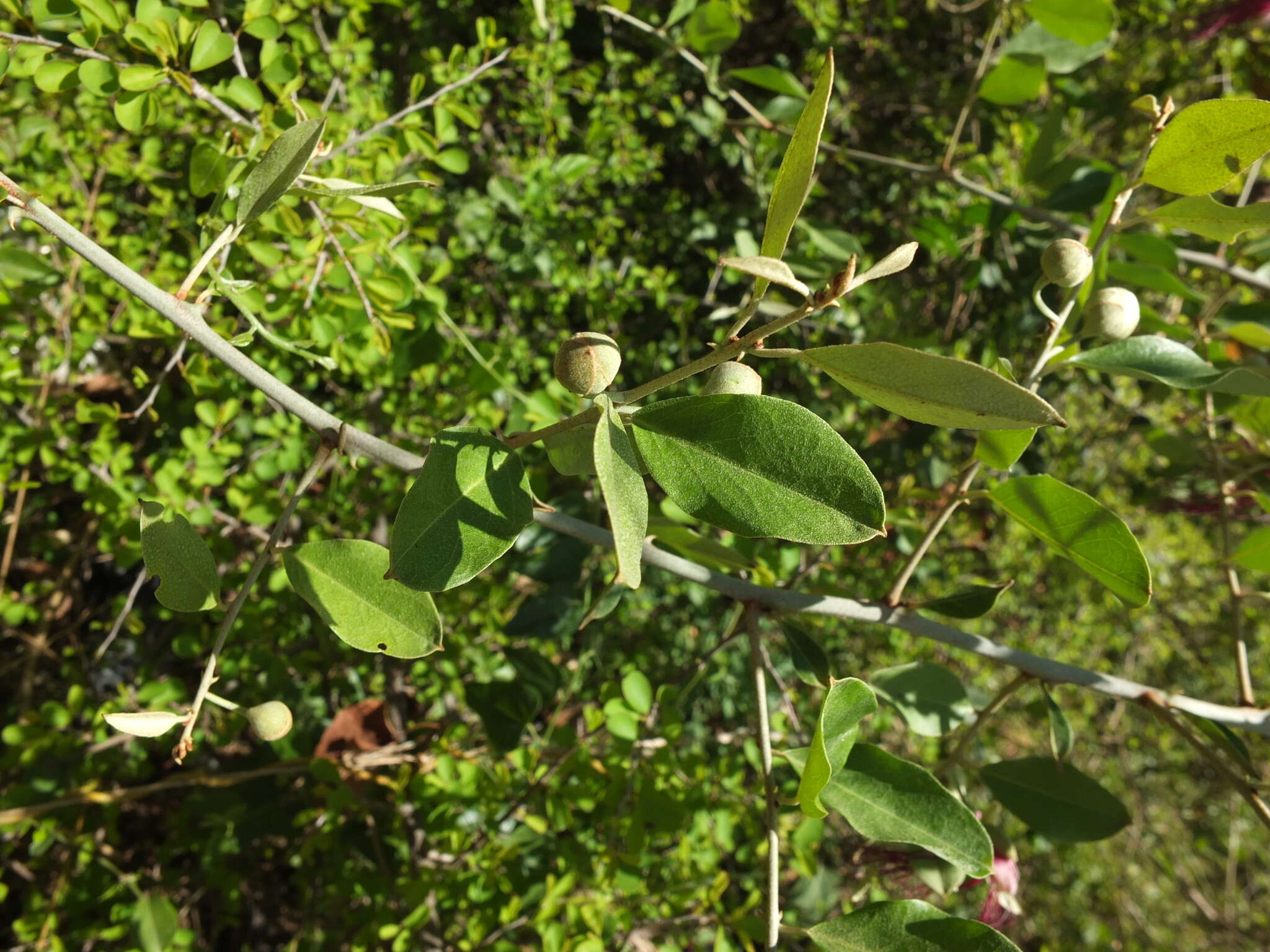 Capparis zeylanica L. resmi