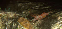 Image of mechanical shrimp