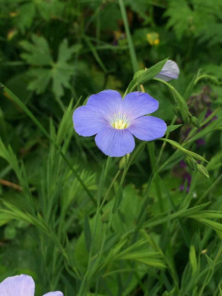 Image of Linum alpinum Jacq.