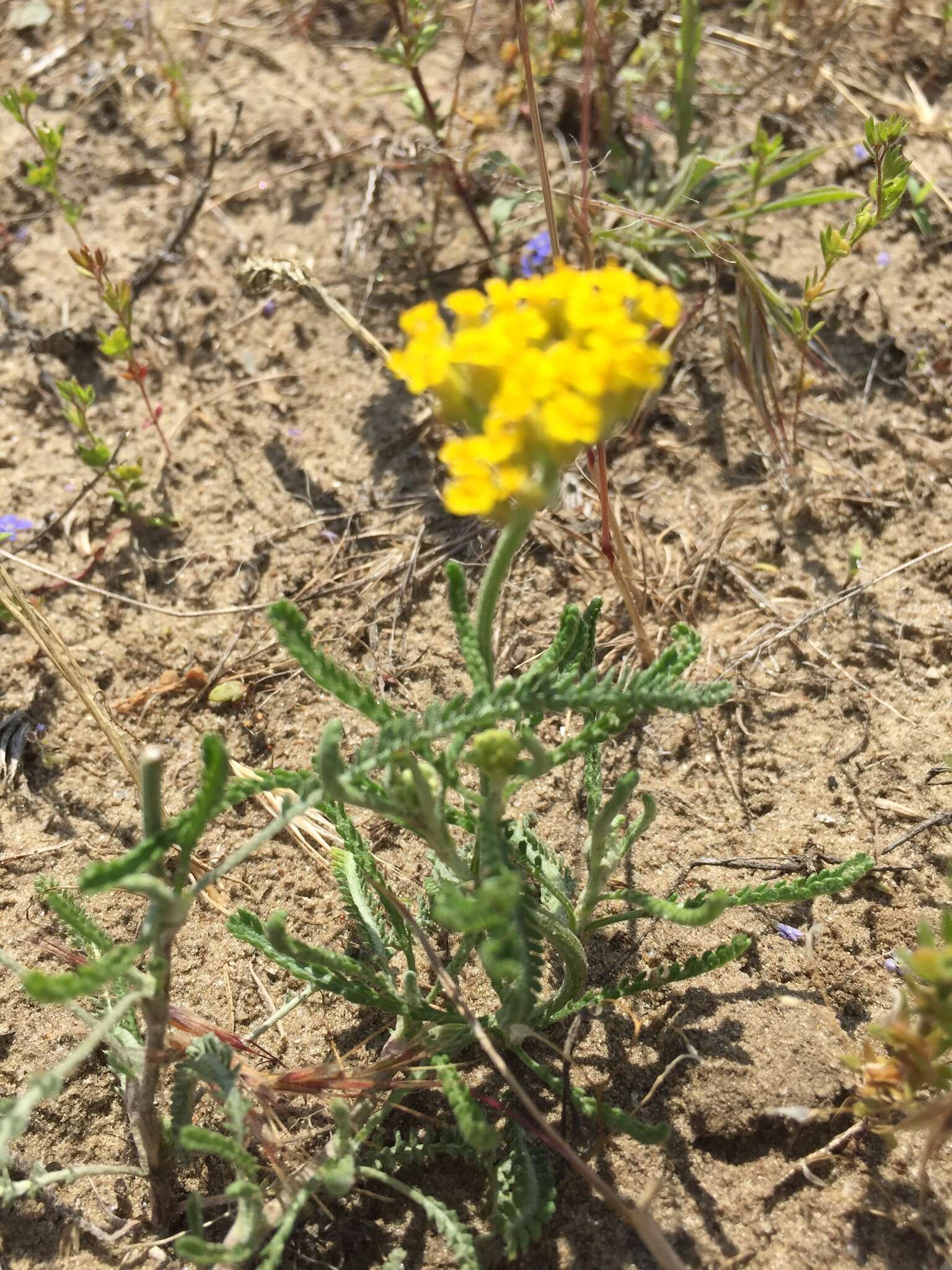 Achillea micrantha Willd. resmi