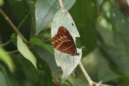 Image de Oxeoschistus puerta Westwood (1851)