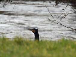 Image of Black Shag