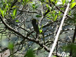 Слика од Vireo brevipennis (Sclater & PL 1858)