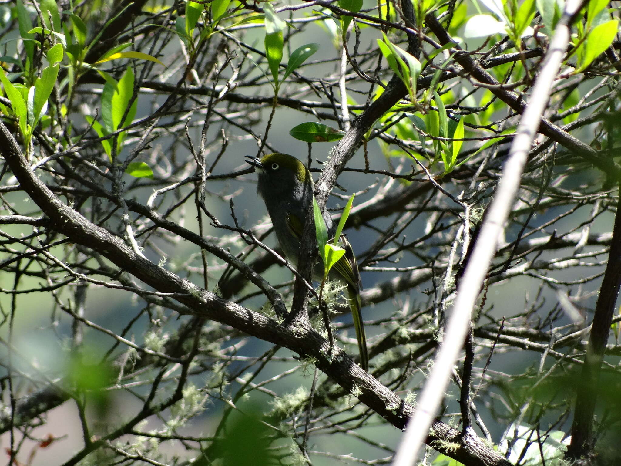 Vireo brevipennis (Sclater & PL 1858)的圖片