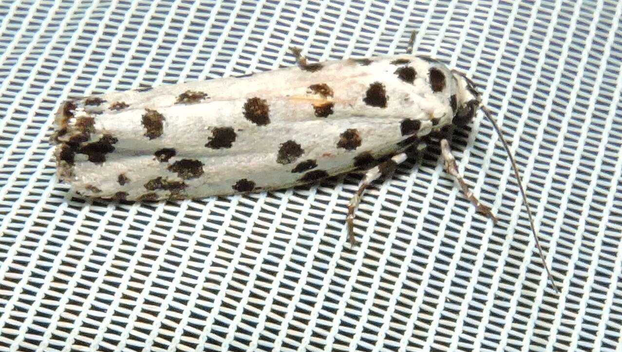 Image of Ethmia clytodoxa Turner 1917