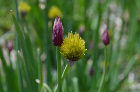 Image of Allium atrosanguineum Schrenk