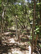 Imagem de Pilosocereus robinii (Lem.) Byles & G. D. Rowley