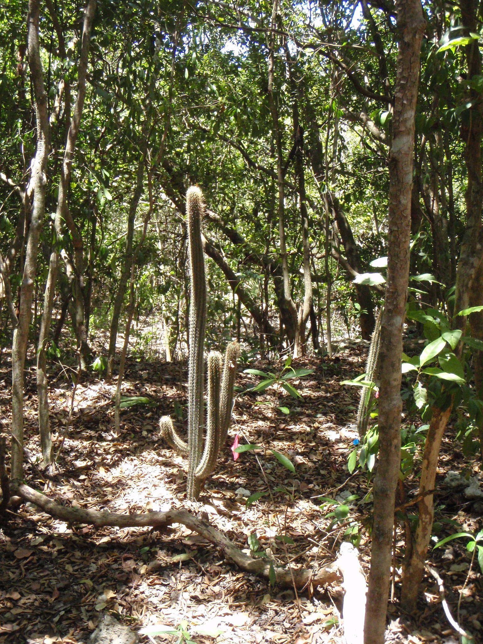 Imagem de Pilosocereus robinii (Lem.) Byles & G. D. Rowley