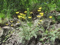 Image of Anthemis marschalliana Willd.