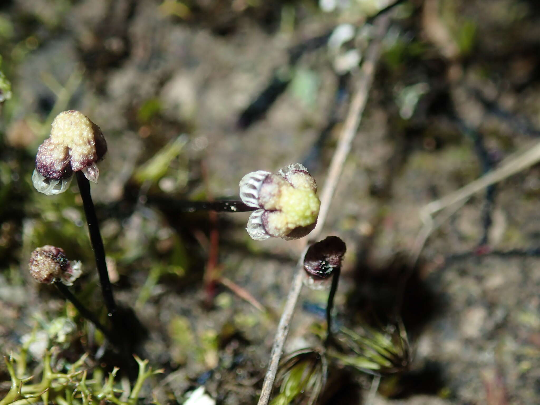 Image of Asterella drummondii (Taylor) R. M. Schust. ex D. G. Long