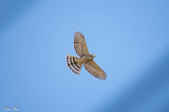 Image of Accipiter trivirgatus formosae Mayr 1949