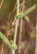 Image of western yarrow