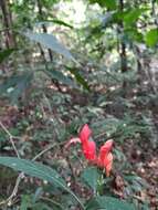 Image of Ruellia humboldtiana (Nees) Lindau