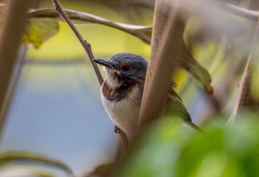 Image of Brown-throated Wattle-eye