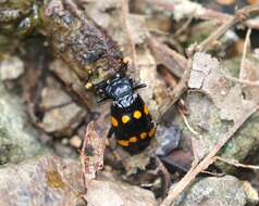 Nicrophorus (Nicrophorus) didymus (Brullé 1836) resmi