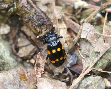 Image of Nicrophorus (Nicrophorus) didymus (Brullé 1836)