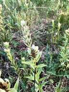 Image of Labrador Indian paintbrush