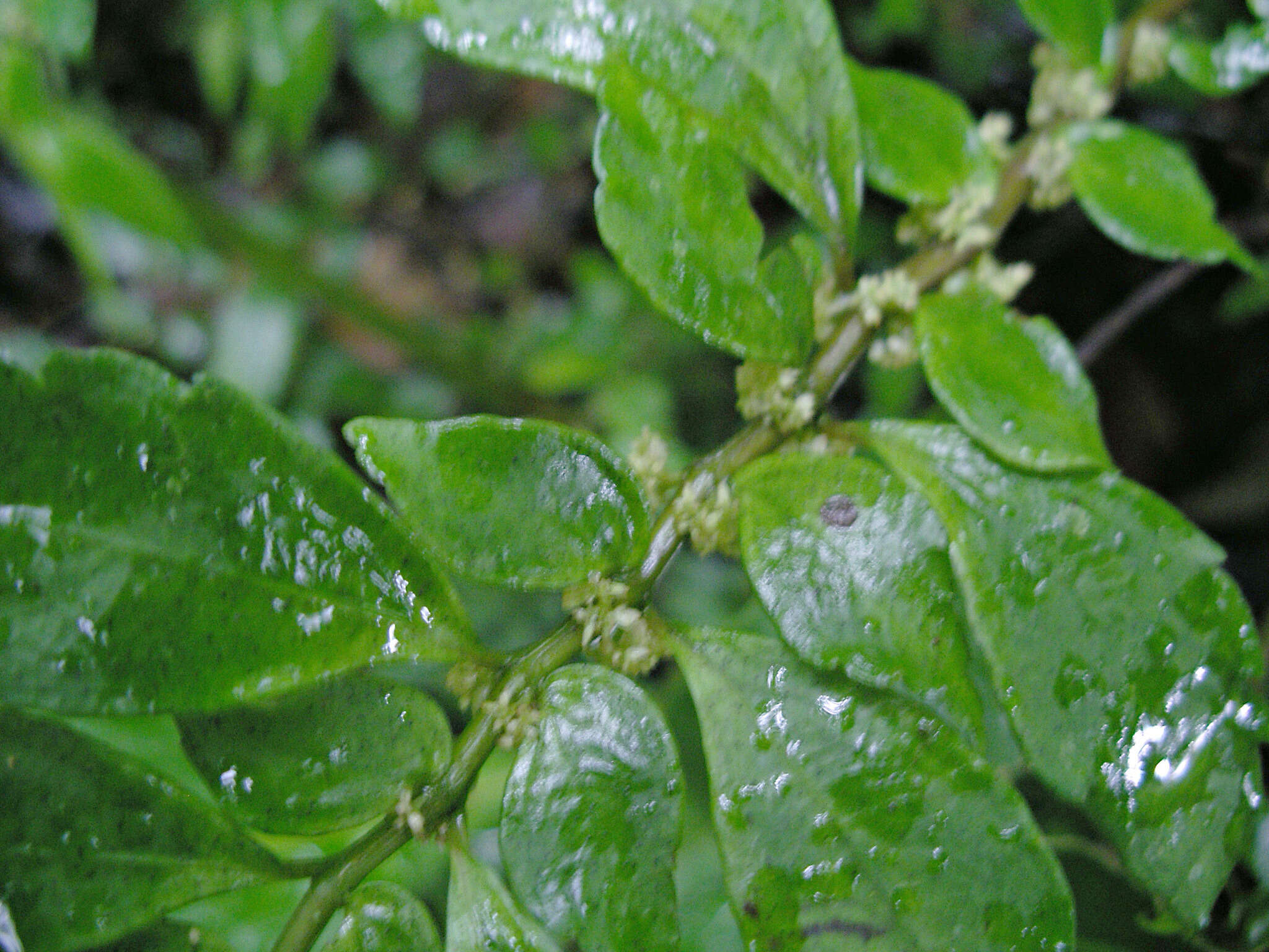 Image de Pilea imparifolia Wedd.