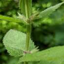 Image de Stachys pilosa var. pilosa