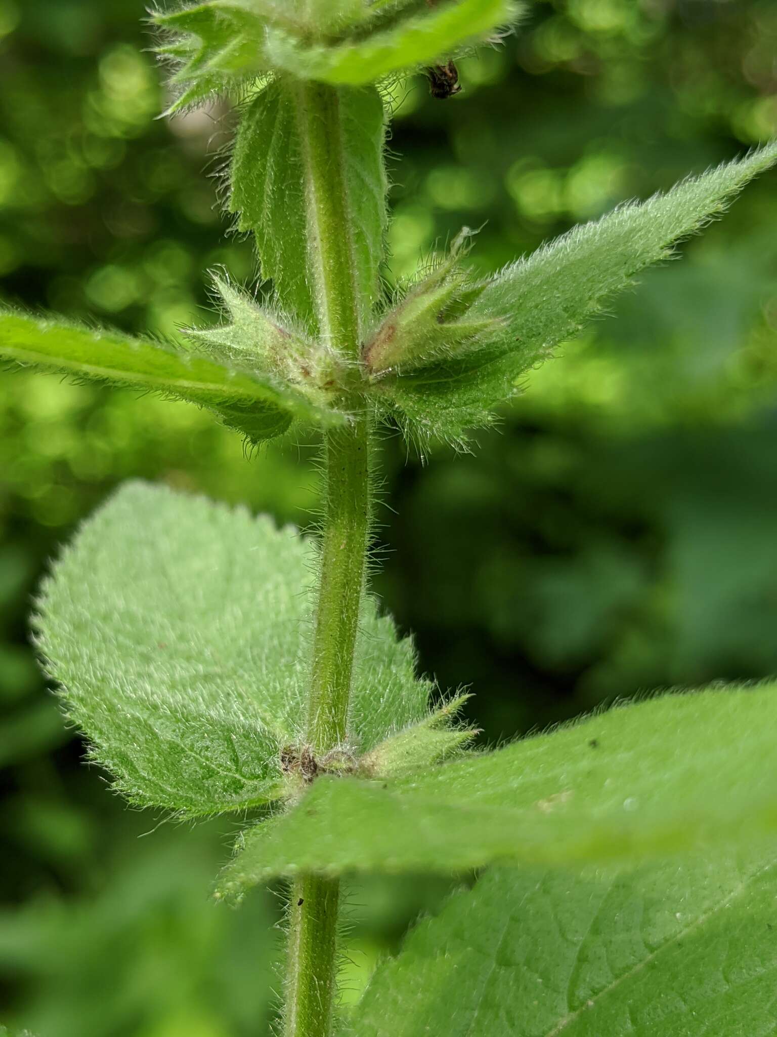 Image de Stachys pilosa var. pilosa