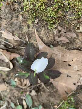 Anemone lancifolia Pursh resmi