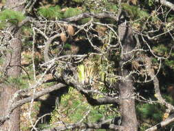 Image of Catopsis paniculata É. Morren