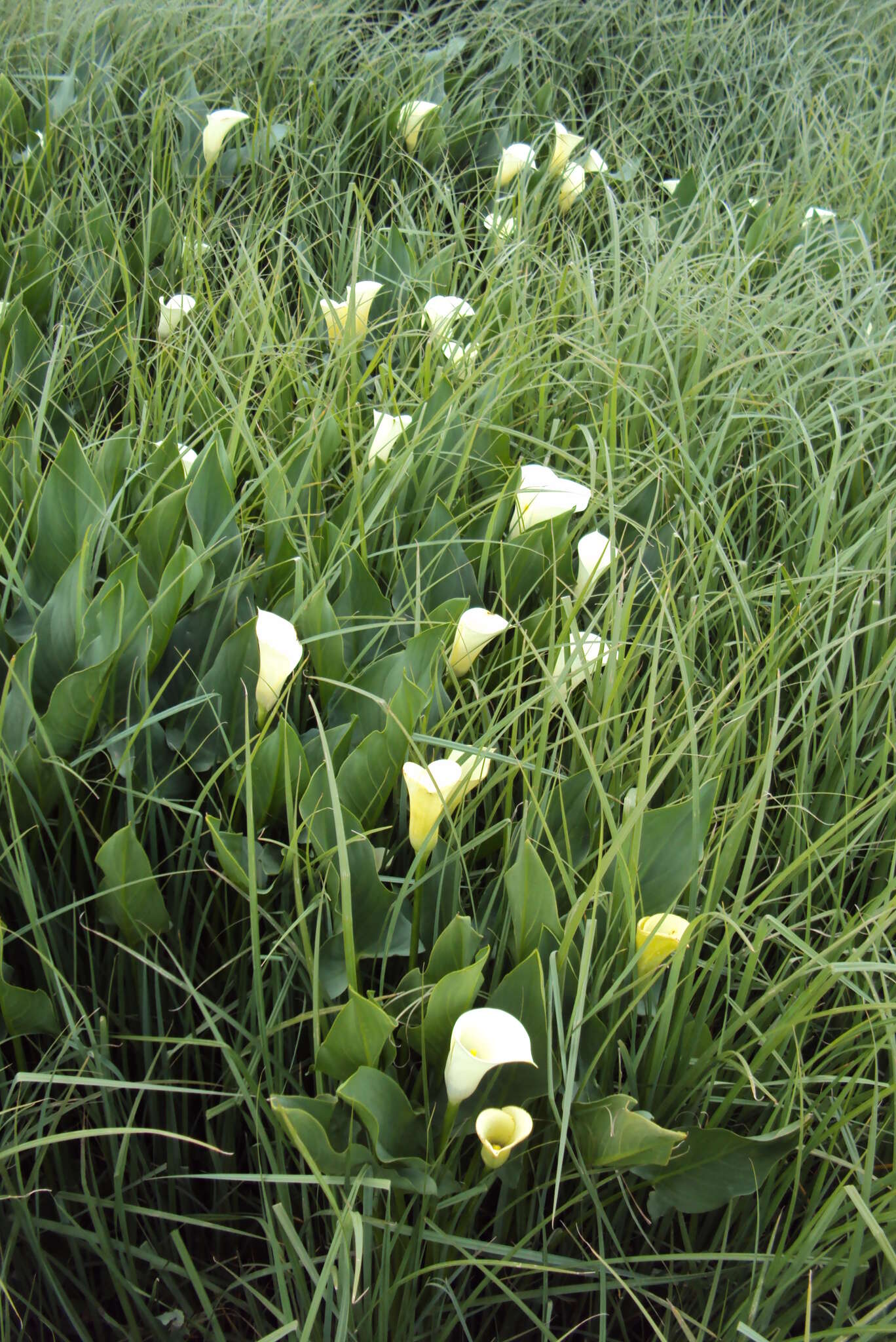 Image of Spotted-leaved arum lily