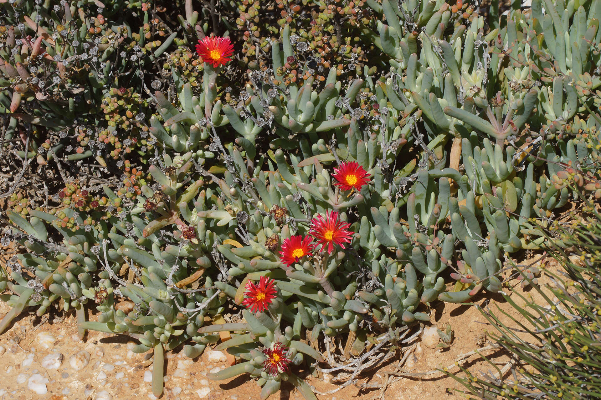 Image of Malephora purpureocrocea (Haw.) Schwant.