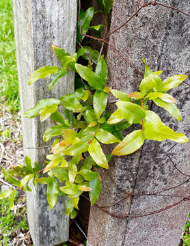 Image of Mickey Mouse plant