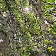 Image of Plymouth pear