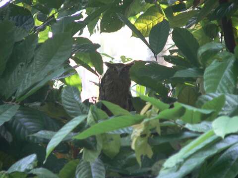 Image of Buffy Fish Owl