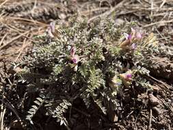 Image of chestnut milkvetch