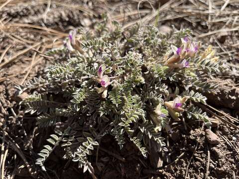 Image of chestnut milkvetch