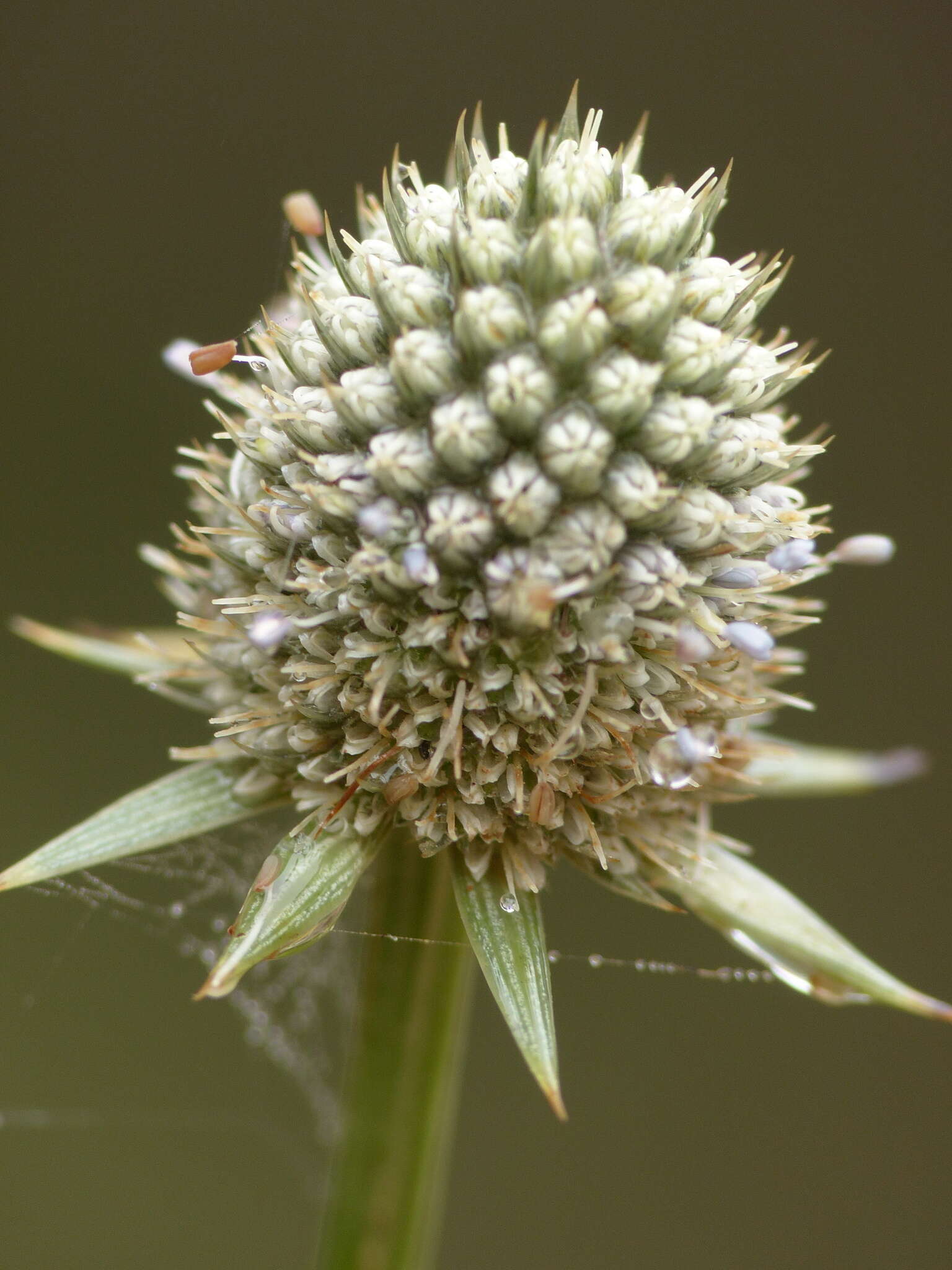 Imagem de Eryngium mexiae L. Constance