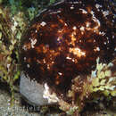 Image of Stonefish