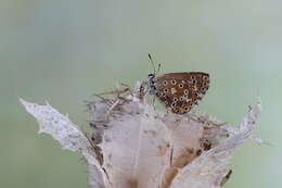 Imagem de Polyommatus albicans (Gerhard 1851)