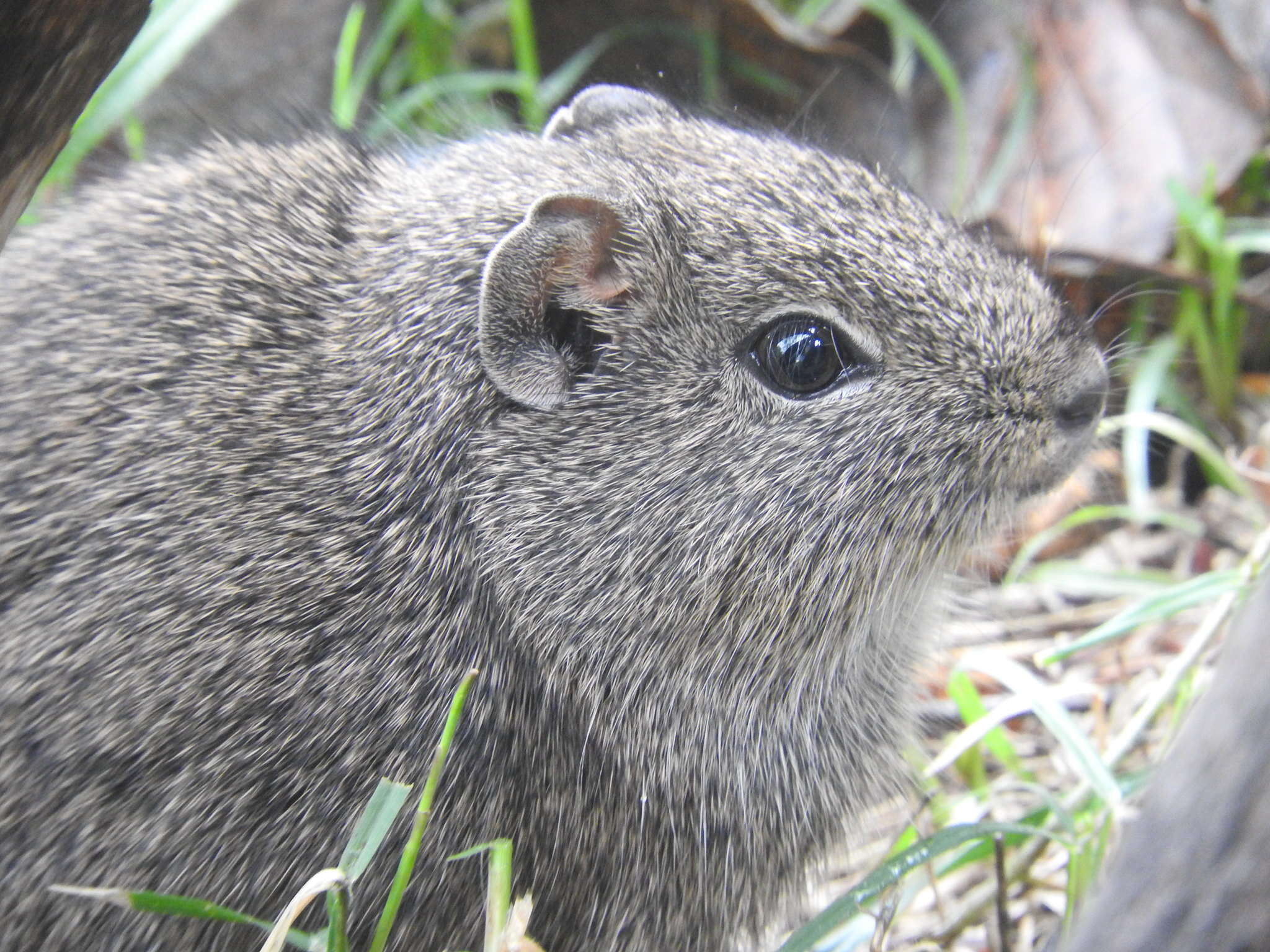 صورة Galea leucoblephara Burmeister 1861